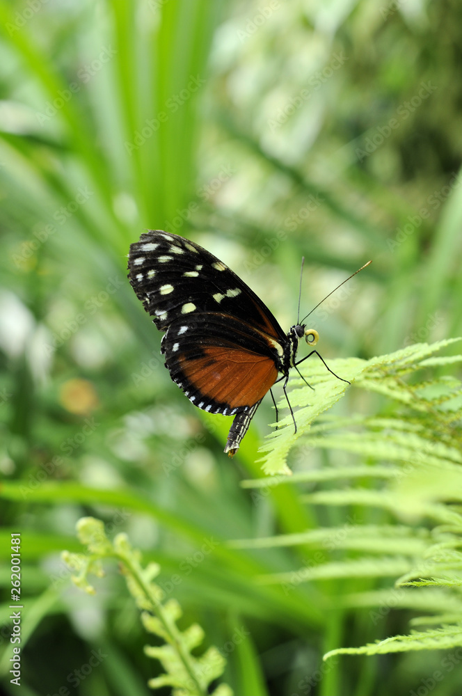 Papillon sur une feuille Papillon sur une feuille
