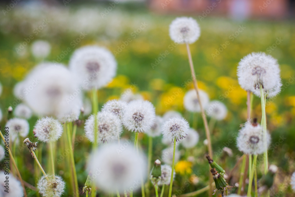 Obraz premium Dandelion clock