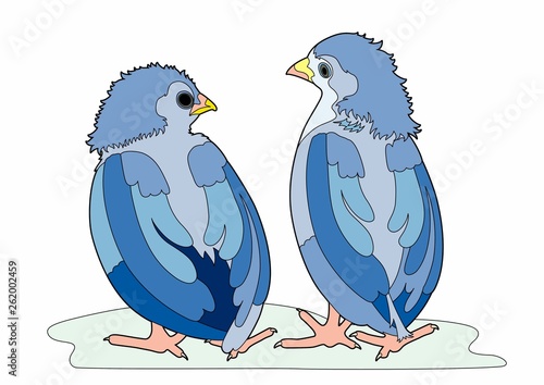 Two blue birds