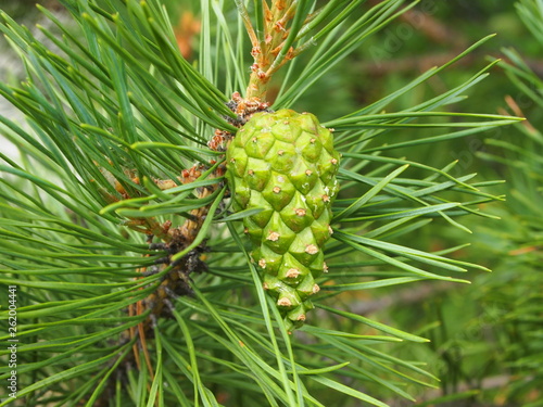 pine tree branch with cone