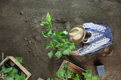 man gardening work in the vegetable garden place a plant in the ground so that it can grow, top view from above