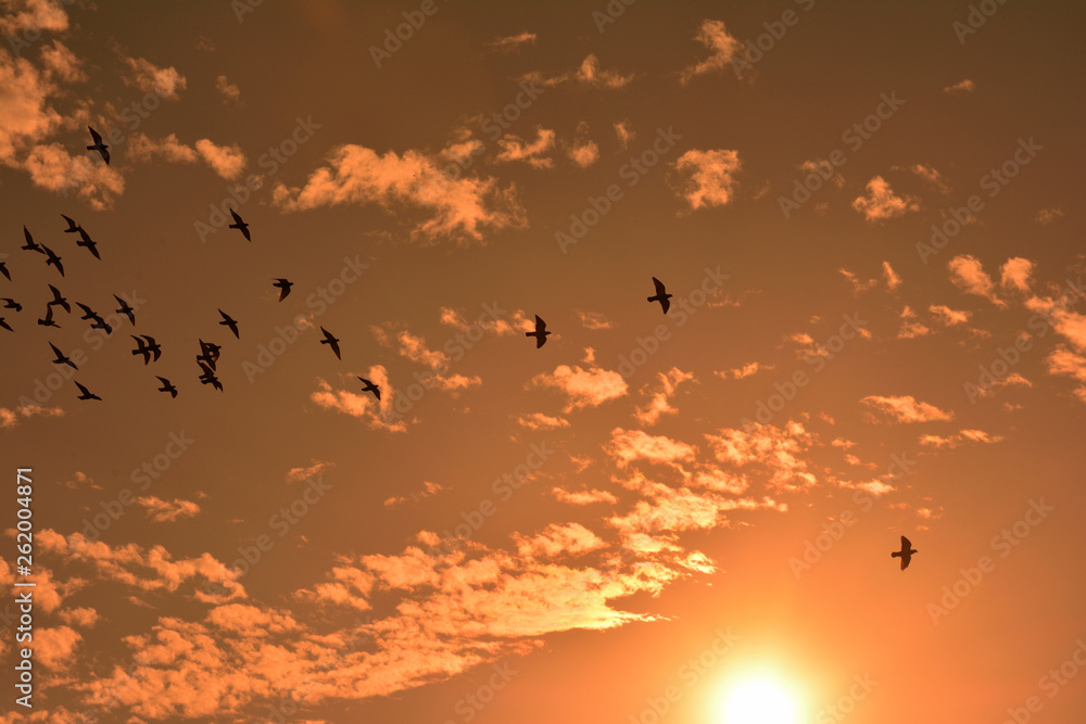 Naklejka Sunset with birds
