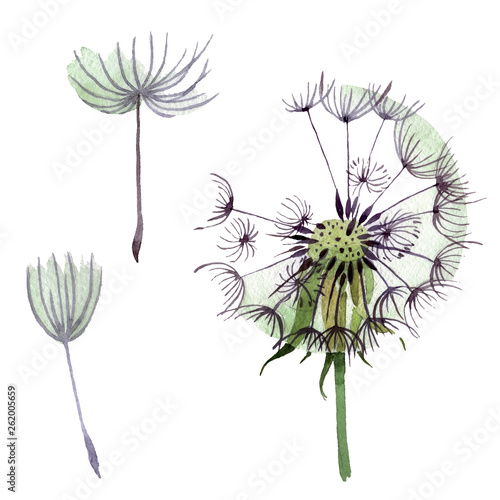 Dandelion blowball with seeds. Watercolor background illustration set. Isolated plant illustration element.