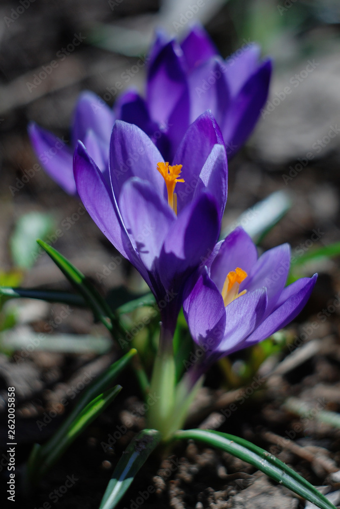 April April