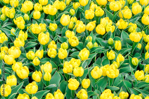 Unusual types of Dutch tulips at an exhibition in the Netherlands photo