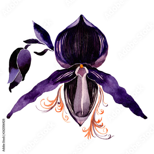 Black orchid floral botanical flower. Watercolor background illustration set. Isolated orchid illustration element. photo