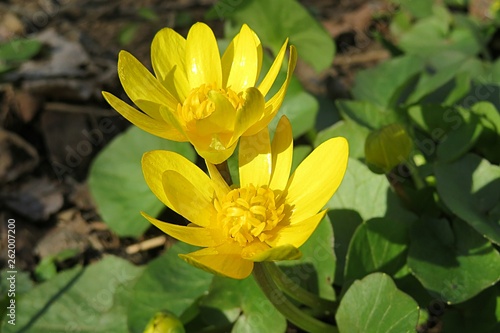 First spring yellow ficaria verna flowers  closeup