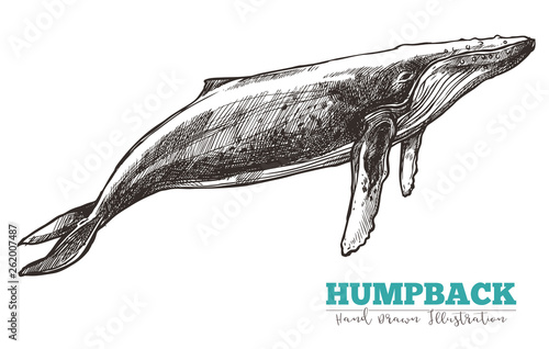 Hand drawn vector humpback whale. Sketch engraving illustration