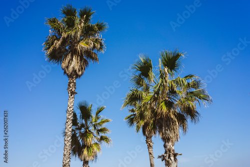 Palms with blue sky, Barcelona.