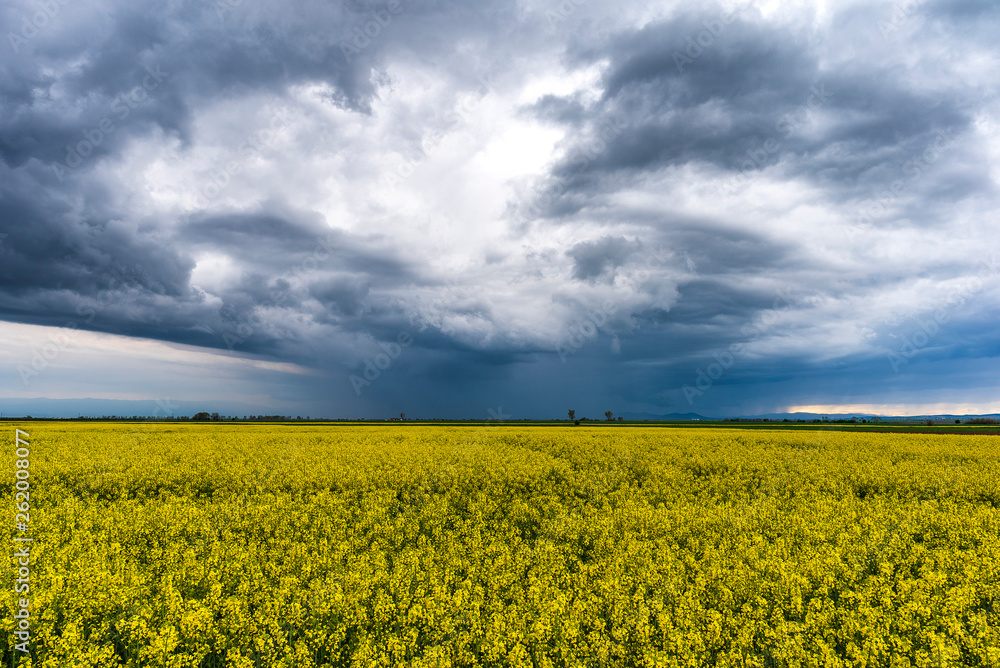 Spring agricultural landscape with big rape fields on hill, farmland panorama