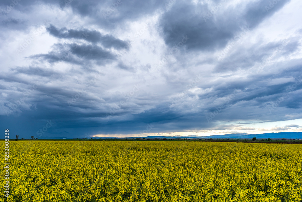 Fototapeta premium Scenic rural landscape with yellow rape, rapeseed or canola field.