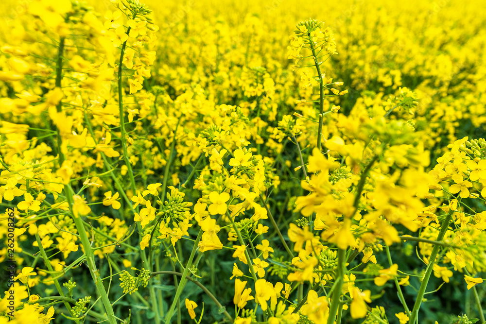 Fototapeta premium Scenic rural landscape with yellow rape, rapeseed or canola field.