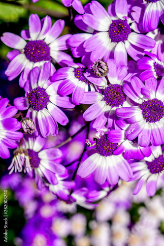 Purple flowers - Spring 