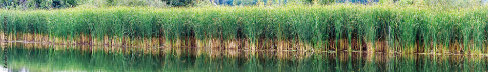Reed, sedge or reed on a lake or pond. Panoramic photo