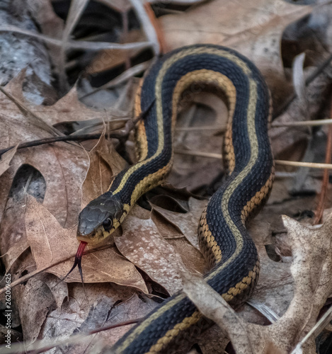 Snake on ground with tongue out
