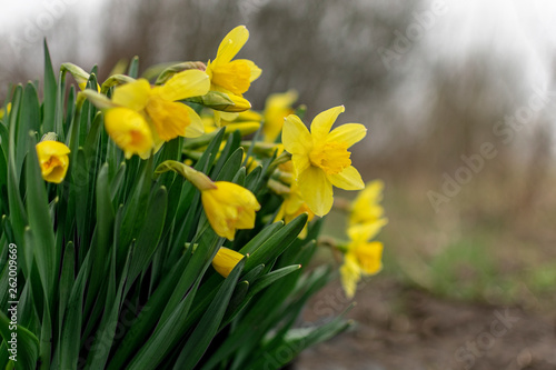  Early spring flowers daffodils on a blurred natural background