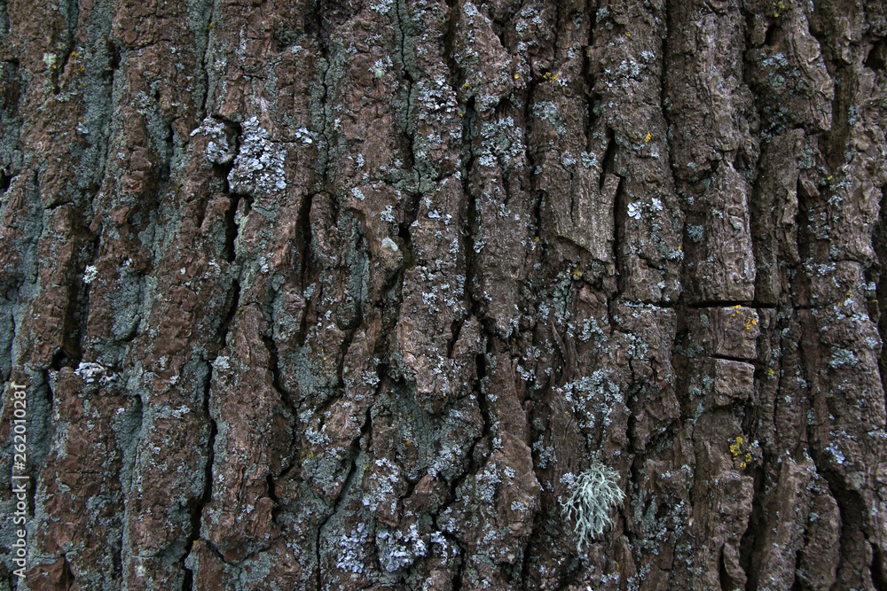 Old tree back texture Old tree back texture