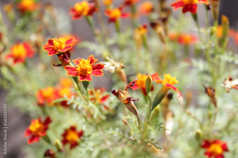 field of flowers