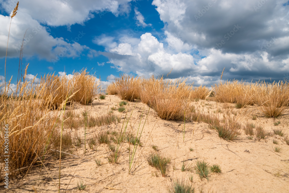 Dry grass in desert area against the backdrop sky Dry grass in desert area against the backdrop sky