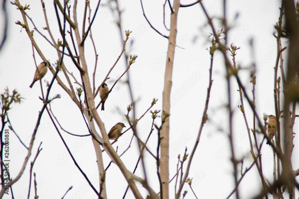 Sparrow On A Branches walnut in the spring Sparrow On A Branches walnut in the spring