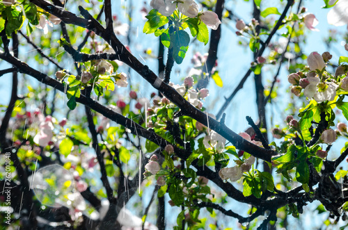 Drops of water fall on the branches with green leaves when it rains in sunny weather, nature background