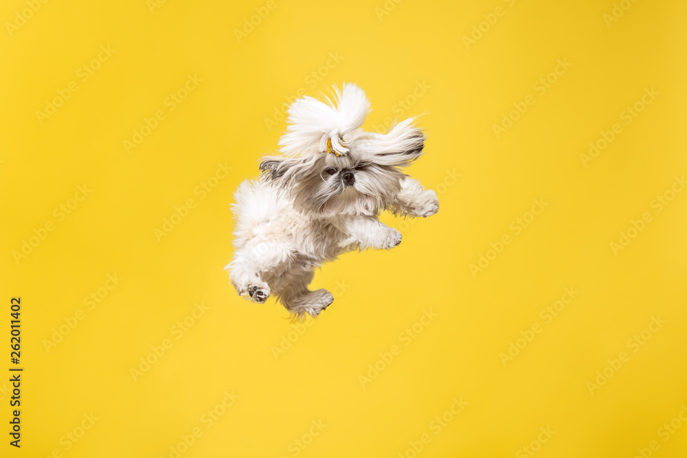Shih-tzu puppy wearing orange bow. Cute doggy or pet is jumping isolated on yellow background. The Chrysanthemum Dog. Negative space to insert your text or image. - obrazy, fototapety, plakaty 