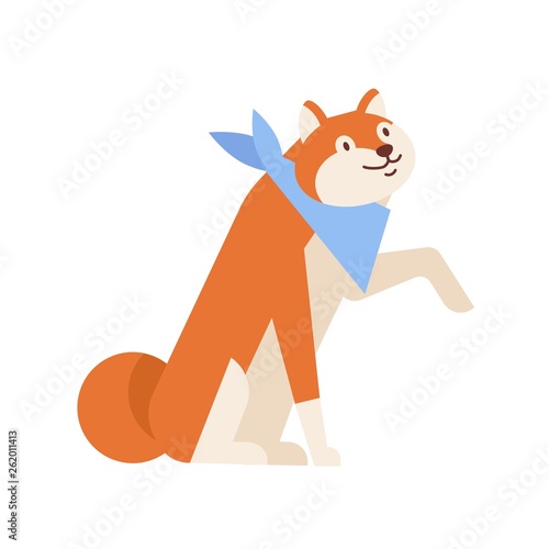 Trained Akita Inu giving its paw by command. Obedient purebred Japanese dog i...