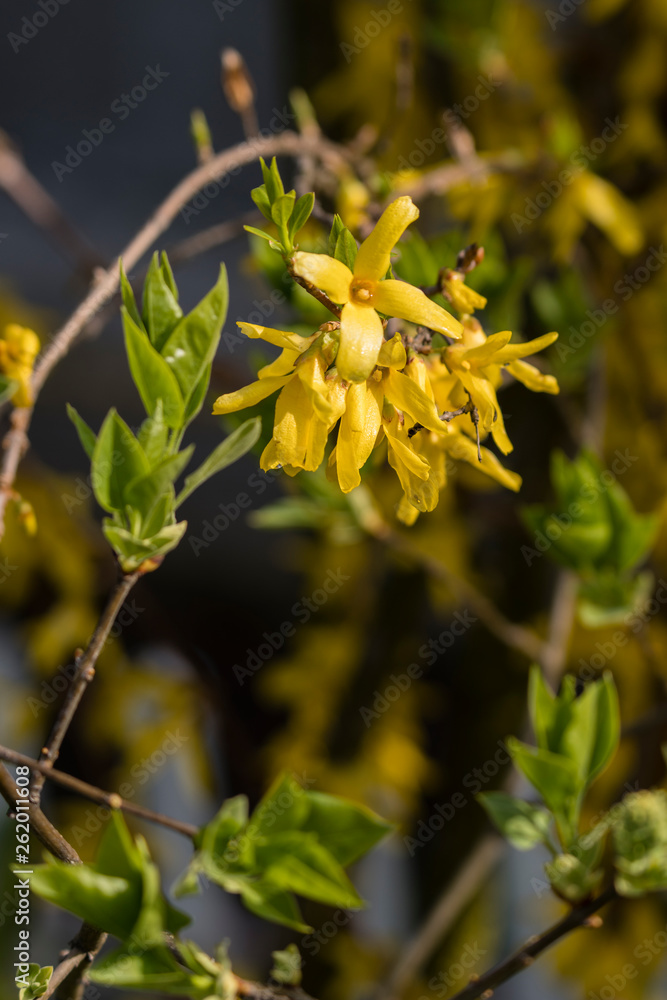 Forsythia - yellow flowers in detail. Forsythia - yellow flowers in detail.