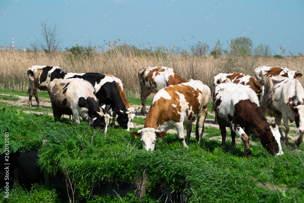 Herd of cows grazing on a green grass Herd of cows grazing on a green grass