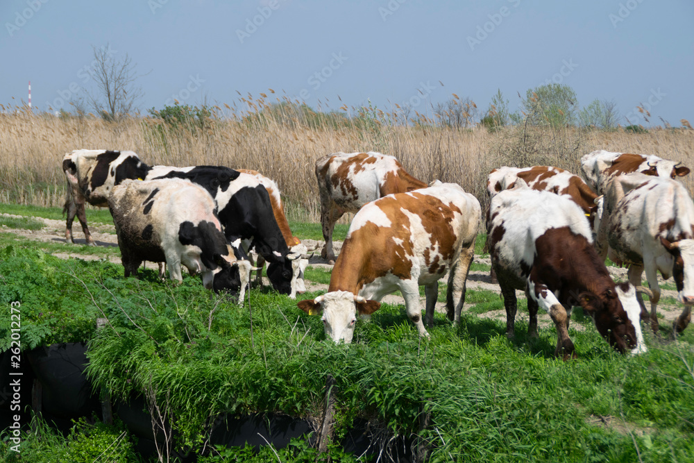 Herd of cows grazing on a grass