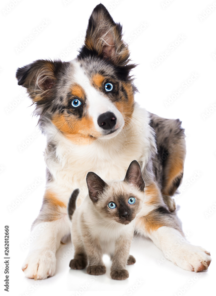 Cute puppy and a kitten isolated on white background