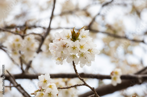 Cherry blossom in spring for background or copy space for text