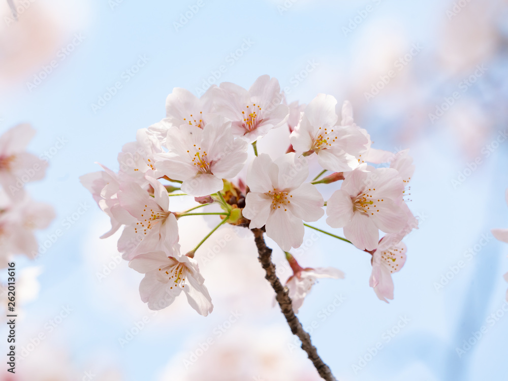 Fototapeta premium Cherry Blossom Close Up