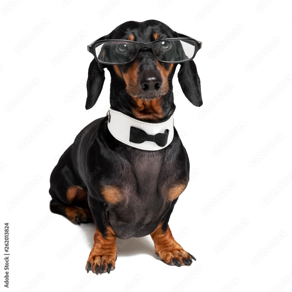 intelligent dog dachshund with glasses ,bow tie and white collar, isolated on white background.