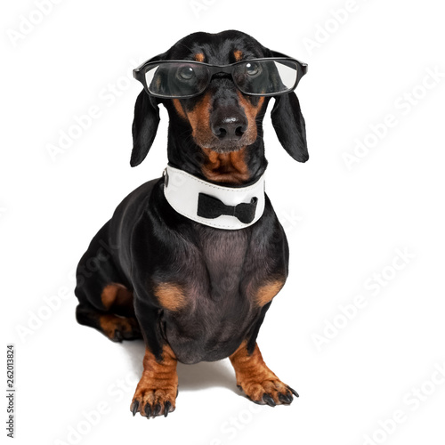 intelligent dog dachshund with glasses ,bow tie and white collar, isolated on white background. © Masarik