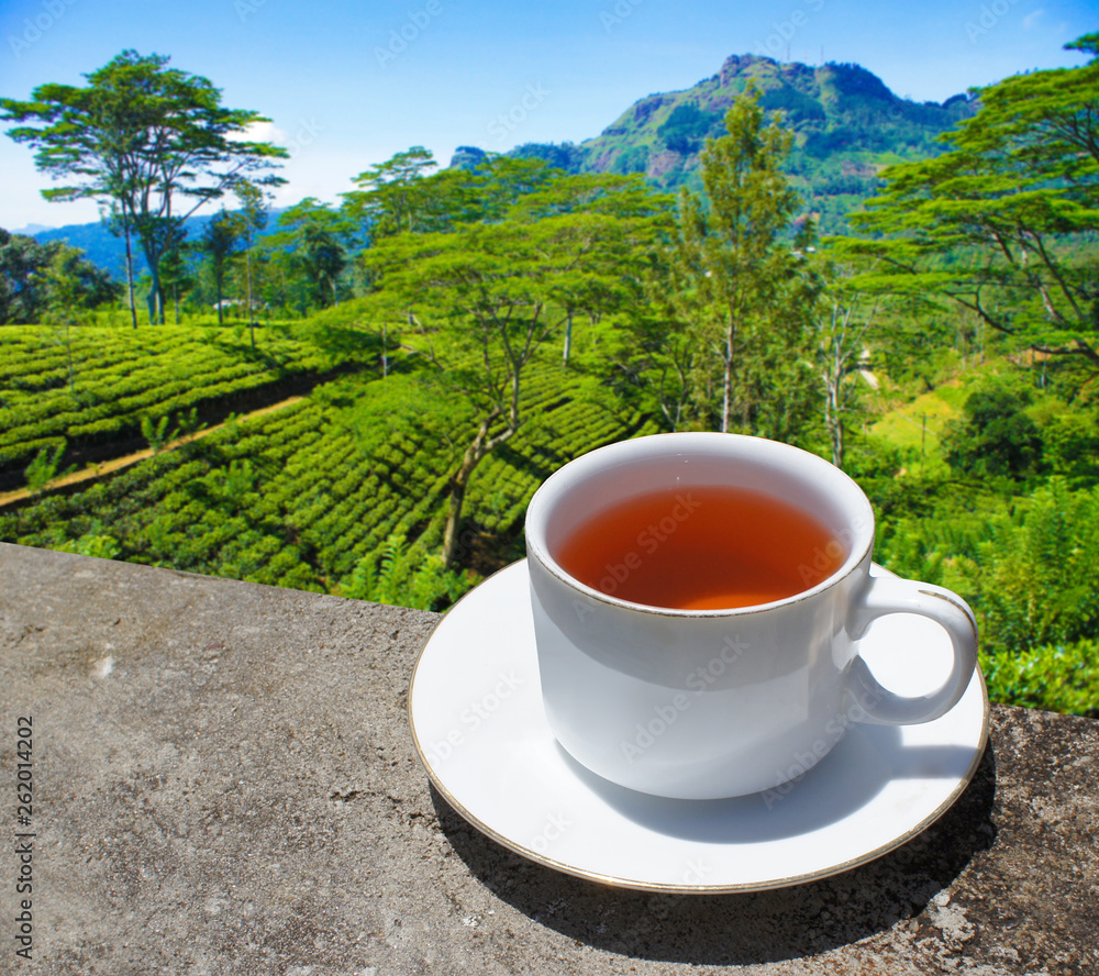 Sri Lanka tea hills. Tea cup and plantation. Sri Lanka tea hills. Tea cup and plantation.