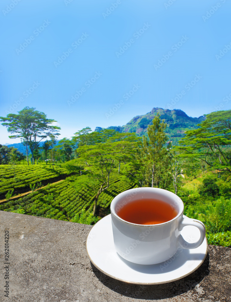 Sri Lanka tea hills. Tea cup and plantation. Sri Lanka tea hills. Tea cup and plantation.