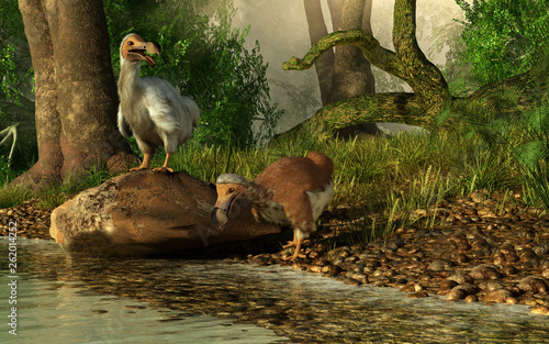A couple of dodo birds, one brown, the other white drink on the shores of a river running through the tropical jungles of the island of Mauritia. 3D Rendering