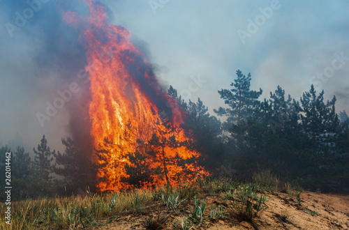 Forest fire. fallen tree is burned to the ground a lot of smoke when vildfire. © yelantsevv