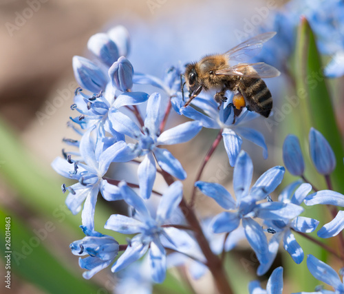 A photo of a honey bee which collecting pollen from a beautiful blue flower in spring. © yelantsevv