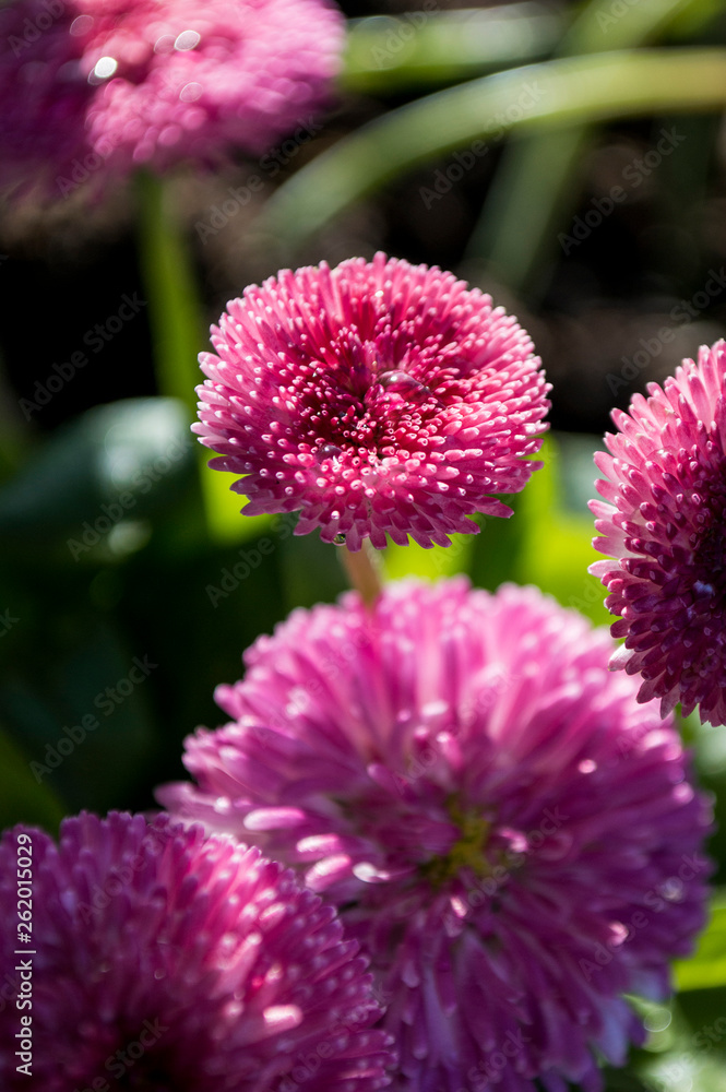 Fototapeta premium Blume