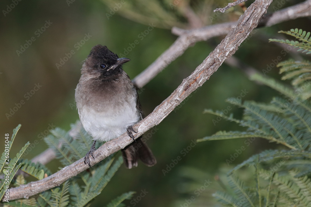 Graubülbül / Black-eyed bulbul - Dark-capped bulbul / Pycnonotus barbatus Graubülbül / Black-eyed bulbul - Dark-capped bulbul / Pycnonotus barbatus