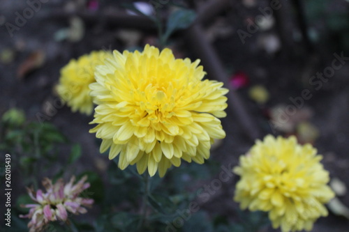 yellow flowers in the garden