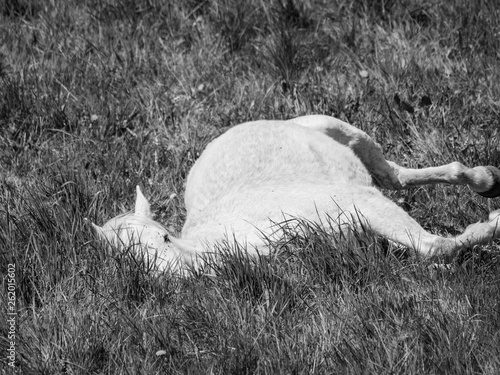 Photos Cheval blanc & cabriole