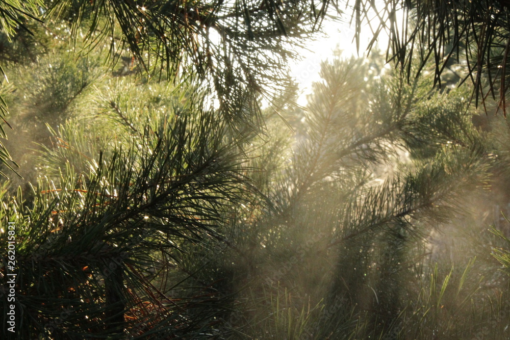 morning in forest morning in forest