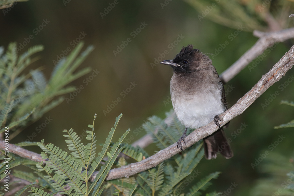 Fototapeta premium Graubülbül / Black-eyed bulbul - Dark-capped bulbul / Pycnonotus barbatus