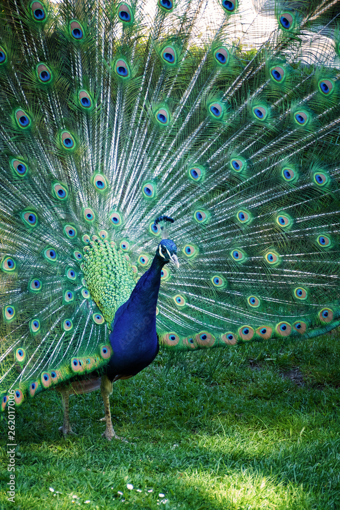 Obraz premium a peacock showing his feathers