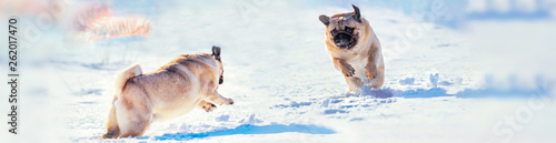 Photography active dogs Pug running and playing in the snow on the nature