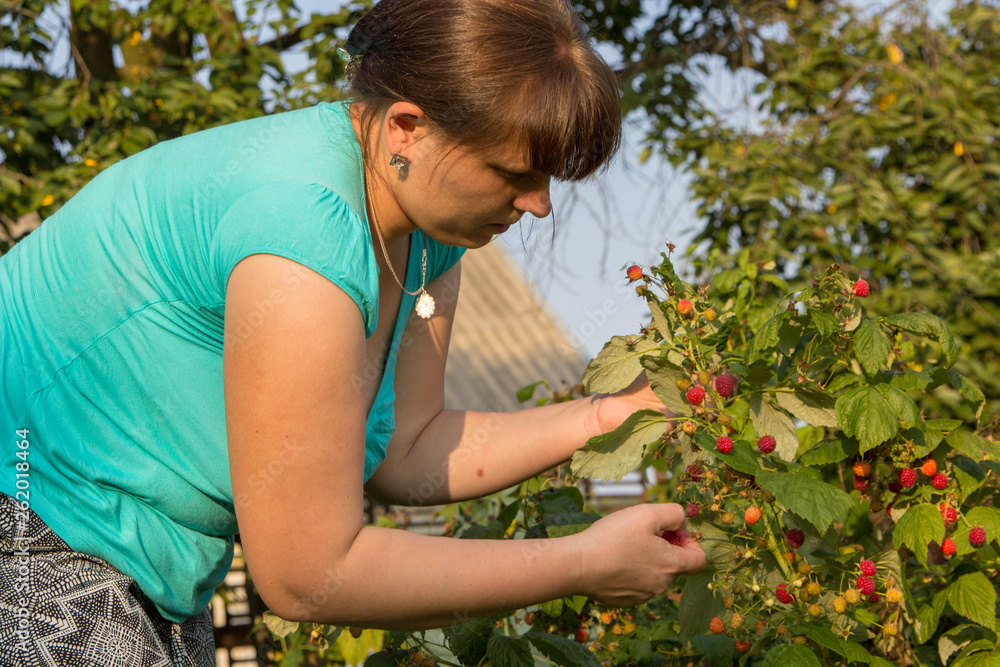 woman picking raspberries in the summer,A woman works in a garden collecting raspberry ripe, picking raspberry picking woman picking raspberries in the summer,A woman works in a garden collecting raspberry ripe, picking raspberry picking