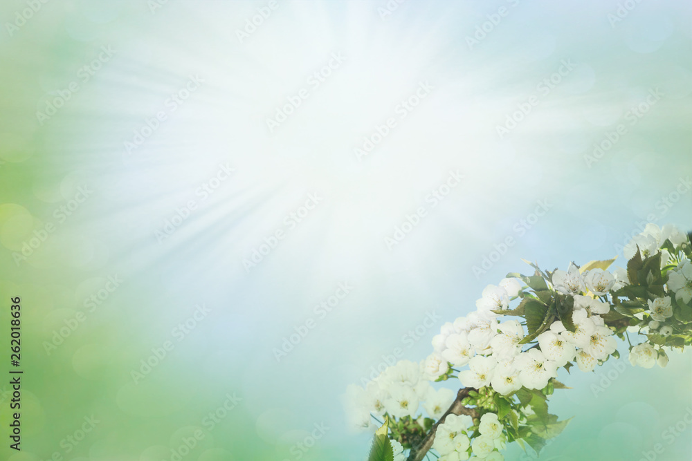 Blooming tree with beautiful flowers in the spring Blooming tree with beautiful flowers in the spring
